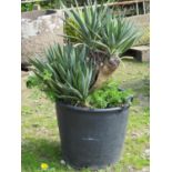A well established Yucca housed within a plastic tub