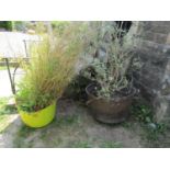 A large antique cast iron cauldron 75 cm diameter (af) containing an established olive tree together