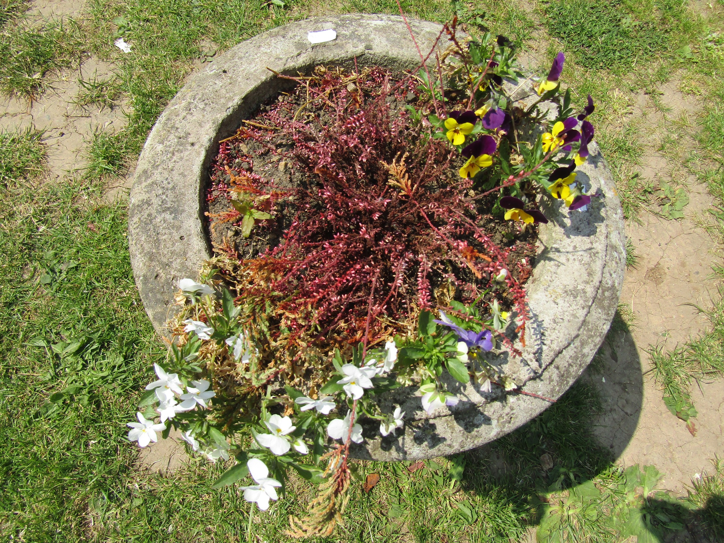 A weathered cast composition stone garden urn with squat circular lobbed bowl raised on a fixed - Image 2 of 2