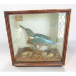 Taxidermy Interest - A Kingfisher perched on a small branch in a naturalistic mossy setting, bearing