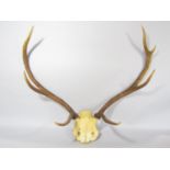 A deer antler trophy, unmounted, 53cm span