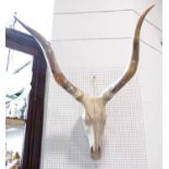 The skull and horns of an Ankole-Watusi cattle, with a 106cm span approx