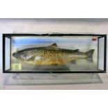 Taxidermy: A Trout mounted in a glazed display case, (taped up in places) weight 2¼lbs Caught at