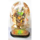 Taxidermy - a domed glass display case4 with a display of eight exotic birds set amongst grassland