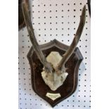 A mounted small pair of deer antlers and skull on a wooden shield entitled Ebergassing Aug 956