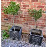 A pair of faux lead square lattice planters containing small established holly plants, the