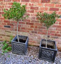 A pair of faux lead square lattice planters containing small established holly plants, the