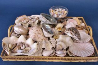 A collection of lots of tropical sea shells of varying shapes, sizes and species contained in a cane