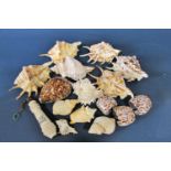A small collection of tropical sea shells of various shapes, sizes and species and a porcelain