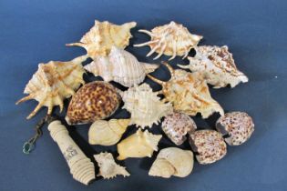 A small collection of tropical sea shells of various shapes, sizes and species and a porcelain