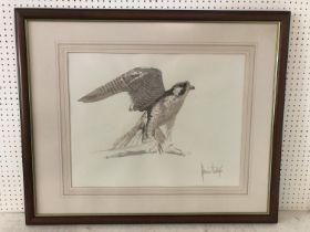 Spencer Hodge (b1943), Falcon, watercolour on paper, signed lower right, 45.5 x 58 cm, mounted,
