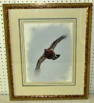 Ralph McPhail (20th / 21st century) study of a grouse in flight, watercolour and gouache, signed