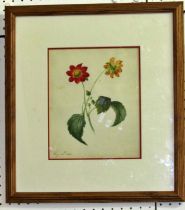 A George IV botanical study, watercolour, dated May 28th 1824 lower left, later framed and glazed,