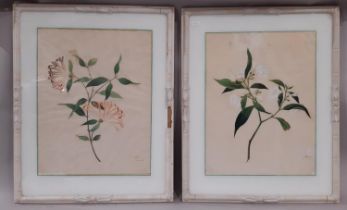 A pair of 19th century botanical illustrations, finely detailed, painted in gouache on toned