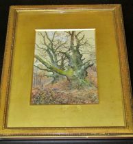 Joseph Holland Tringham (1861-1908) - Ancient Tree, watercolour and bodycolour on paper, signed