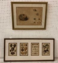 19th century studies of goldfinch nest and other birds eggs, watercolour on paper, inscribed and