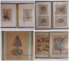 A collection of decorative botanical illustration prints, to include titles examples within