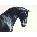 Christian Schwetz (1967-2022), Studies of a black horse, photographic print on paper, signed,