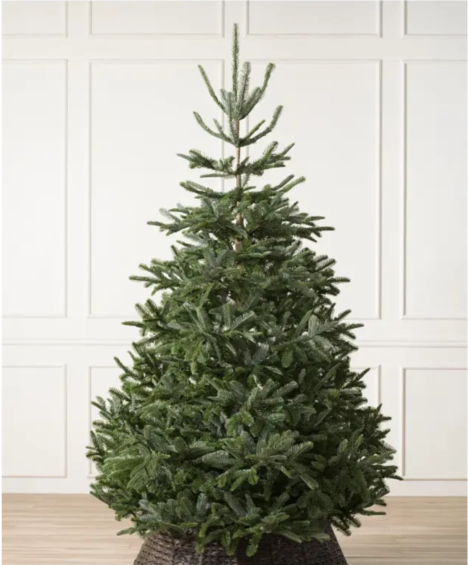 BH (The worlds leading Christmas Trees) BH Nordmann Fir 7ft. Unlit. RRP £449.00 Bring home the