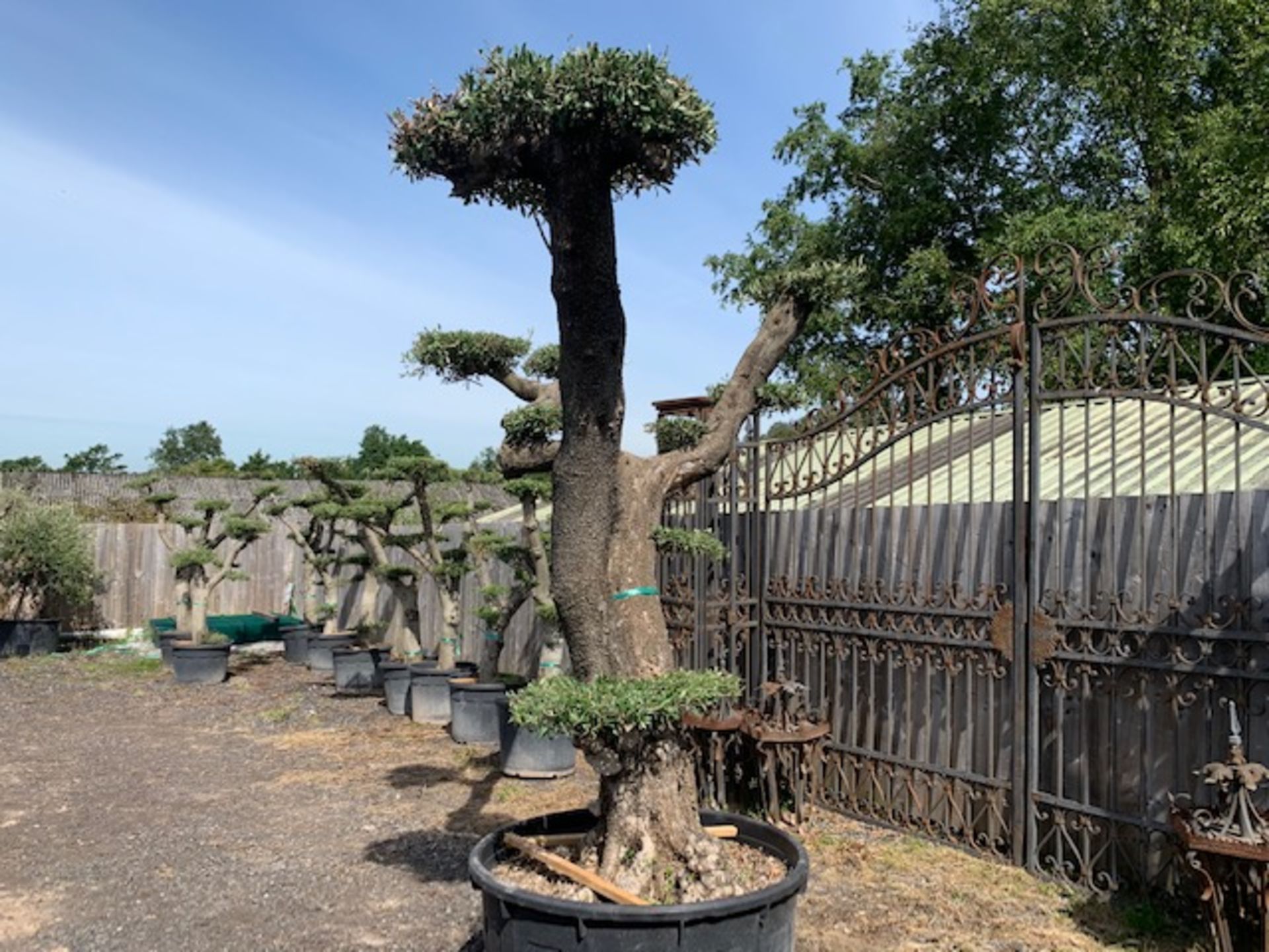 ANCIENT HUGE BONSAI 150 + YEAR OLD OLIVE CLOUD TREE APPEALING FROM ALL SIDES - Image 2 of 5