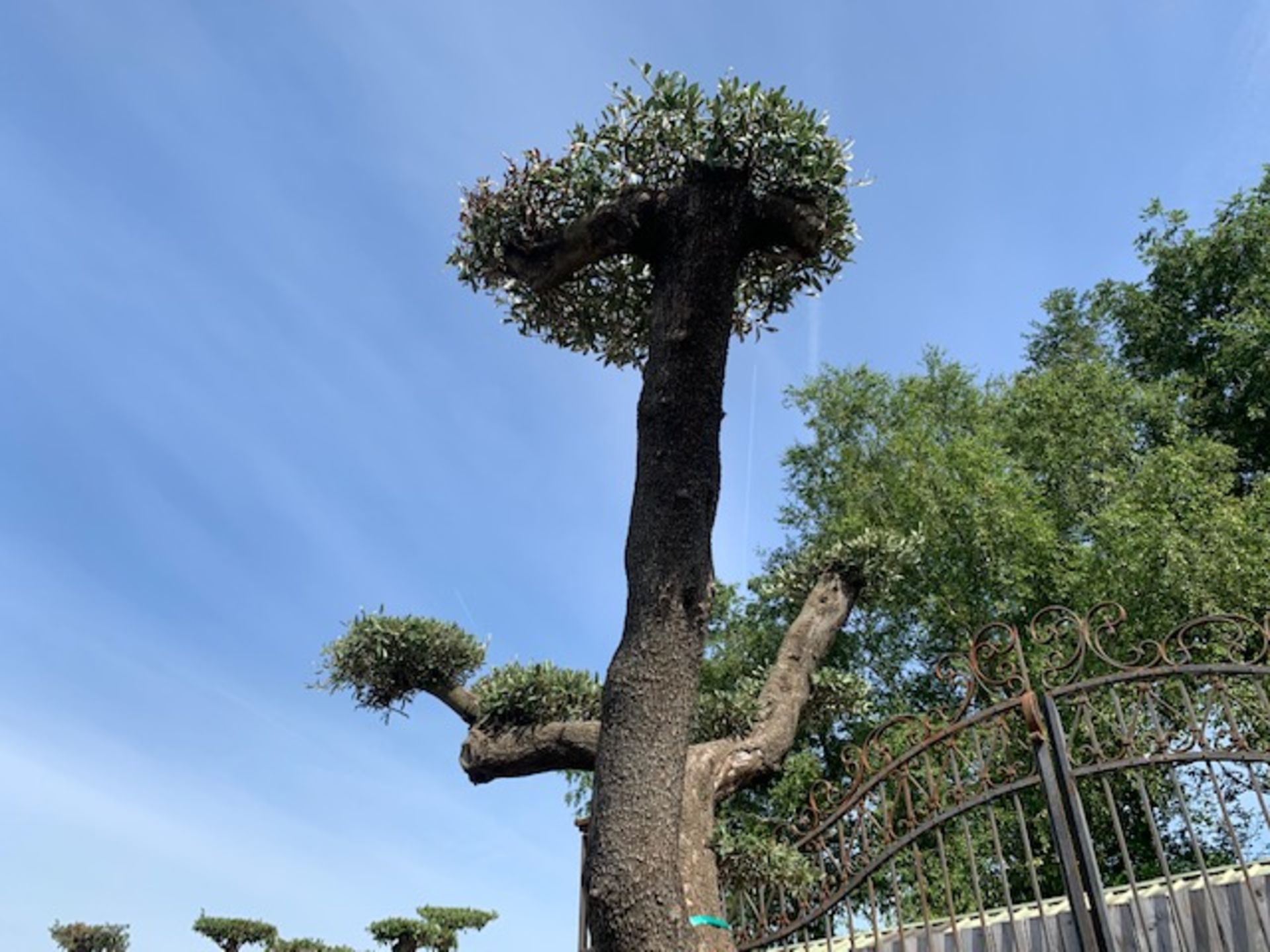 ANCIENT HUGE BONSAI 150 + YEAR OLD OLIVE CLOUD TREE APPEALING FROM ALL SIDES - Image 4 of 5