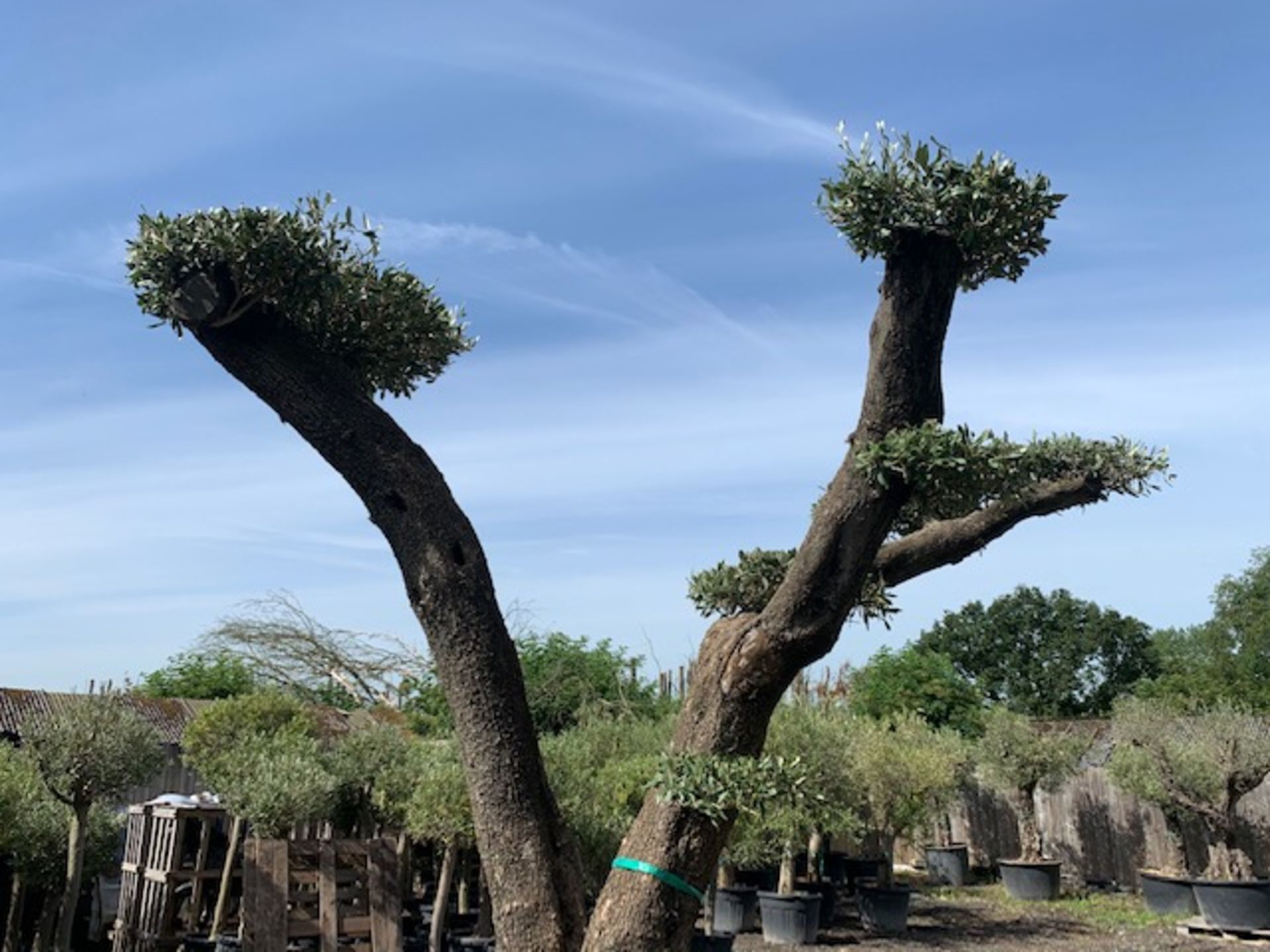 ANCIENT HUGE BONSAI 150 + YEAR OLD OLIVE CLOUD TREE APPEALING FROM ALL SIDES - Image 5 of 5