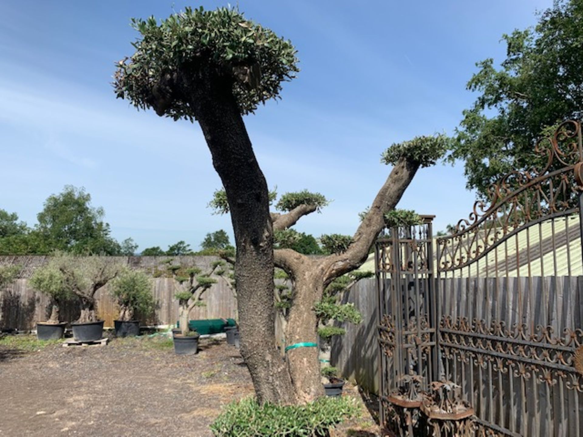 ANCIENT HUGE BONSAI 150 + YEAR OLD OLIVE CLOUD TREE APPEALING FROM ALL SIDES - Image 3 of 5