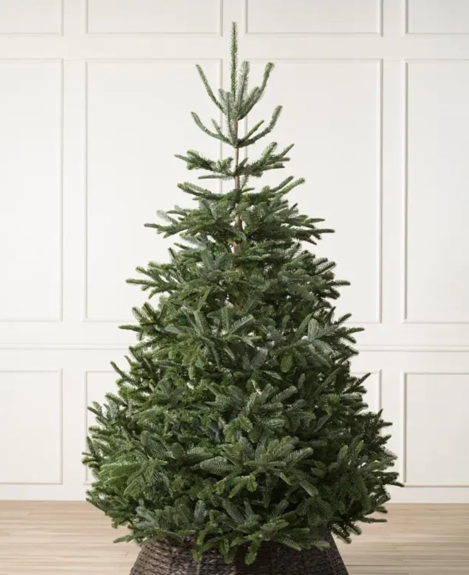 BH (The worlds leading Christmas Trees) BH Nordmann Fir® 7ft Unlit Tree. RRP £499.00. - BI. Bring