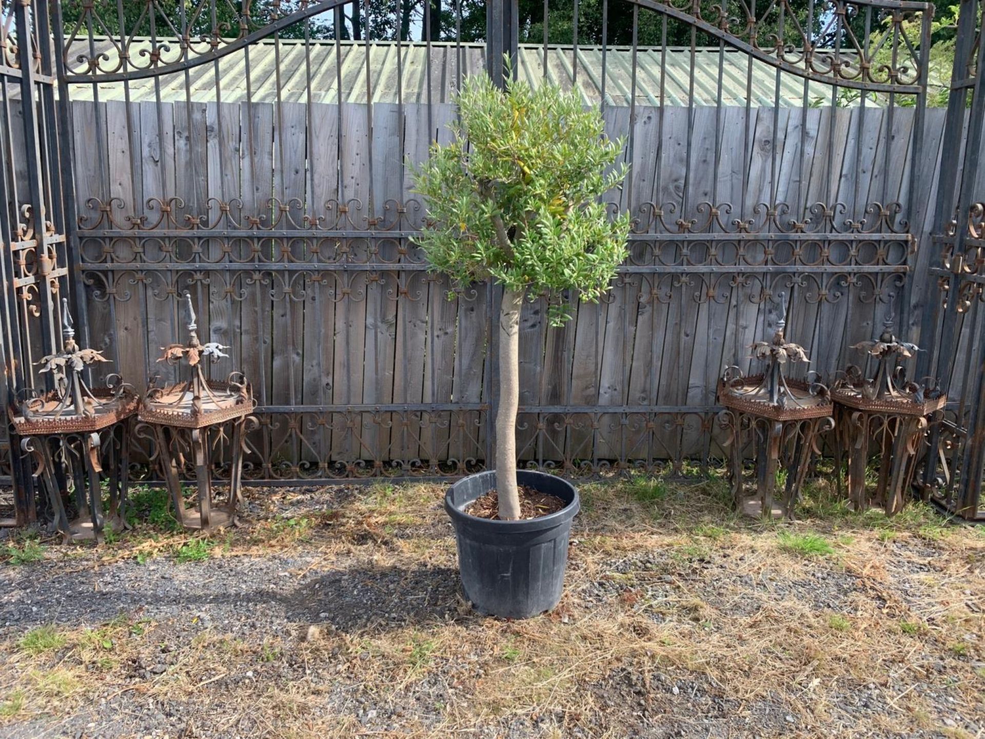 HEAVY TRUNK 1.5M-1.7M TALL APPROX - POTTED OLIVE DECORATIVE TREE