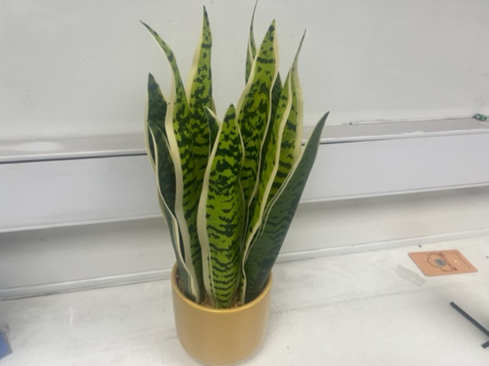 12 X BRAND NEW POTTED FLORAL SNAKE PLANTS R3