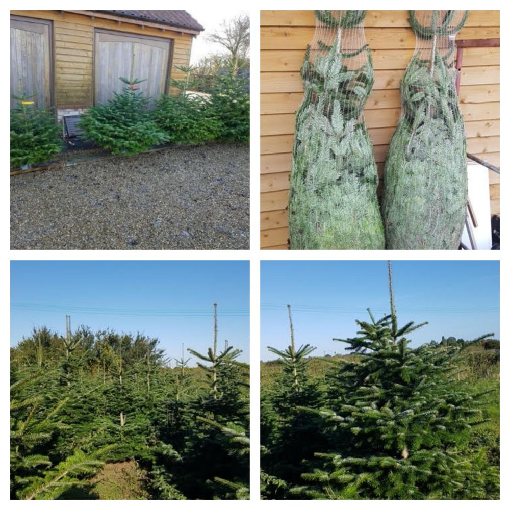 2000 X BRAND NEW STILL BEING GROWN NORDMANN FIR CHRISTMAS TREES 6 AND 7FT