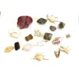 Selection of various shells, coral, rock, fossils etc