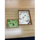 2 Cased / framed butterflies / moths, largest case measures approximately 31 x 41cm