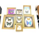 Selection of framed exotic butterflies largest measures 7inches by 9 inches