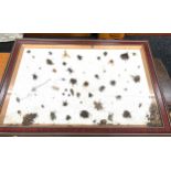 Selection of various insects in display case measures approx 38 inches wide and 26 inches high