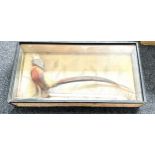 Golden pheasant taxidermy in display case measures approx 18 inches high by 36 inches wide and 6