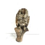 Taxidermy owl on a wooden base measures approximately 14 inches tall