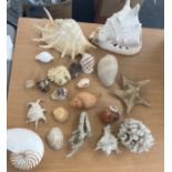 Selection of sea shells and sea coral- largest measures approx 9 inches tall by 11 inches wide by