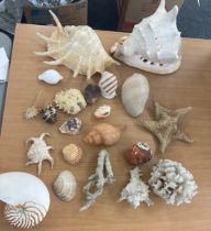 Selection of sea shells and sea coral- largest measures approx 9 inches tall by 11 inches wide by