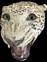 Antique taxidermy leopard head