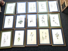 set 17 framed pictures by Elecktra Megan, frame measurements: 20 x 14 inches