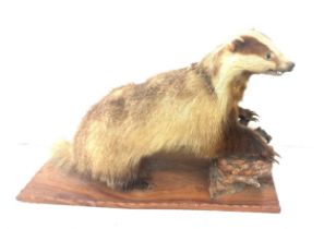 Taxidermy badger on a wooden log, measures approximately 29 inches wide 19.5 inches tall