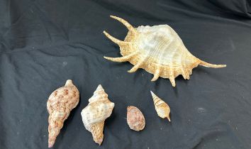 Large selection of shells