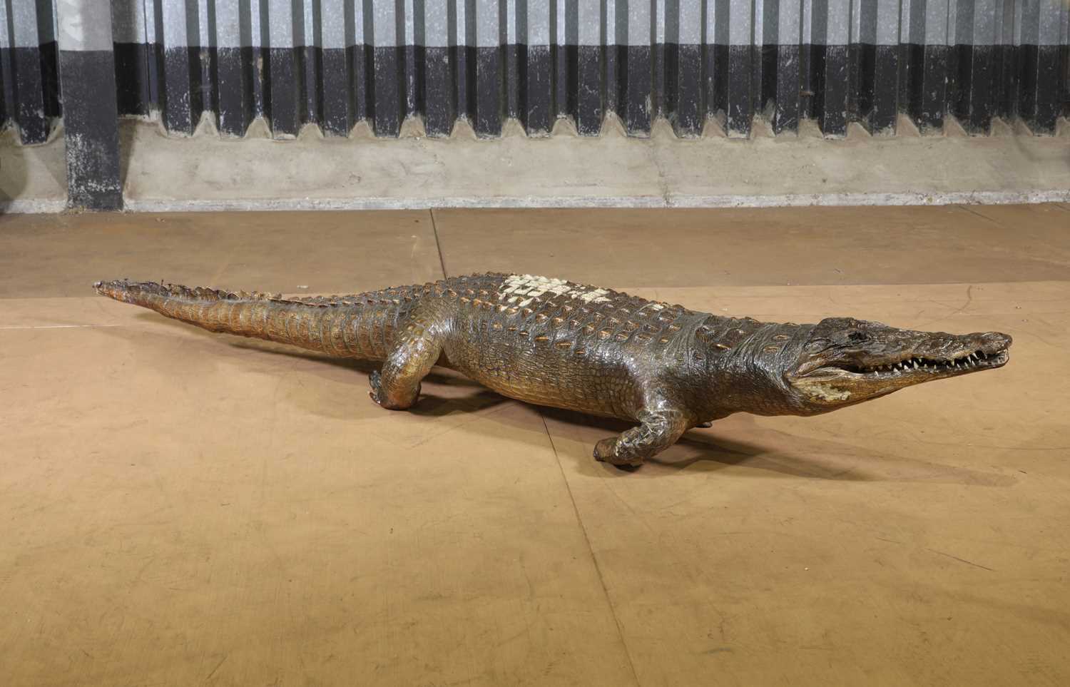 A taxidermy crocodile, - Image 2 of 6