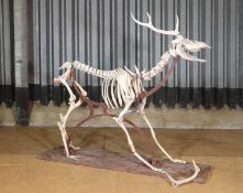 A deer skeleton,