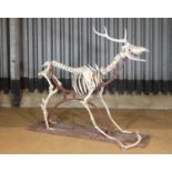 A deer skeleton,