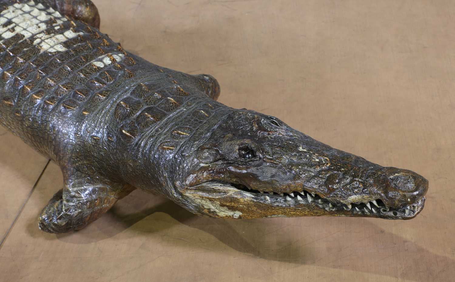 A taxidermy crocodile, - Image 3 of 6