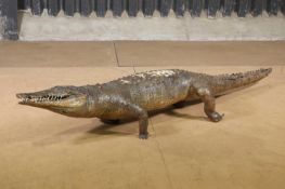 A taxidermy crocodile,