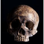 Life-size Vanitas skull in polychrome plaster molding, 18th - 19th centuries