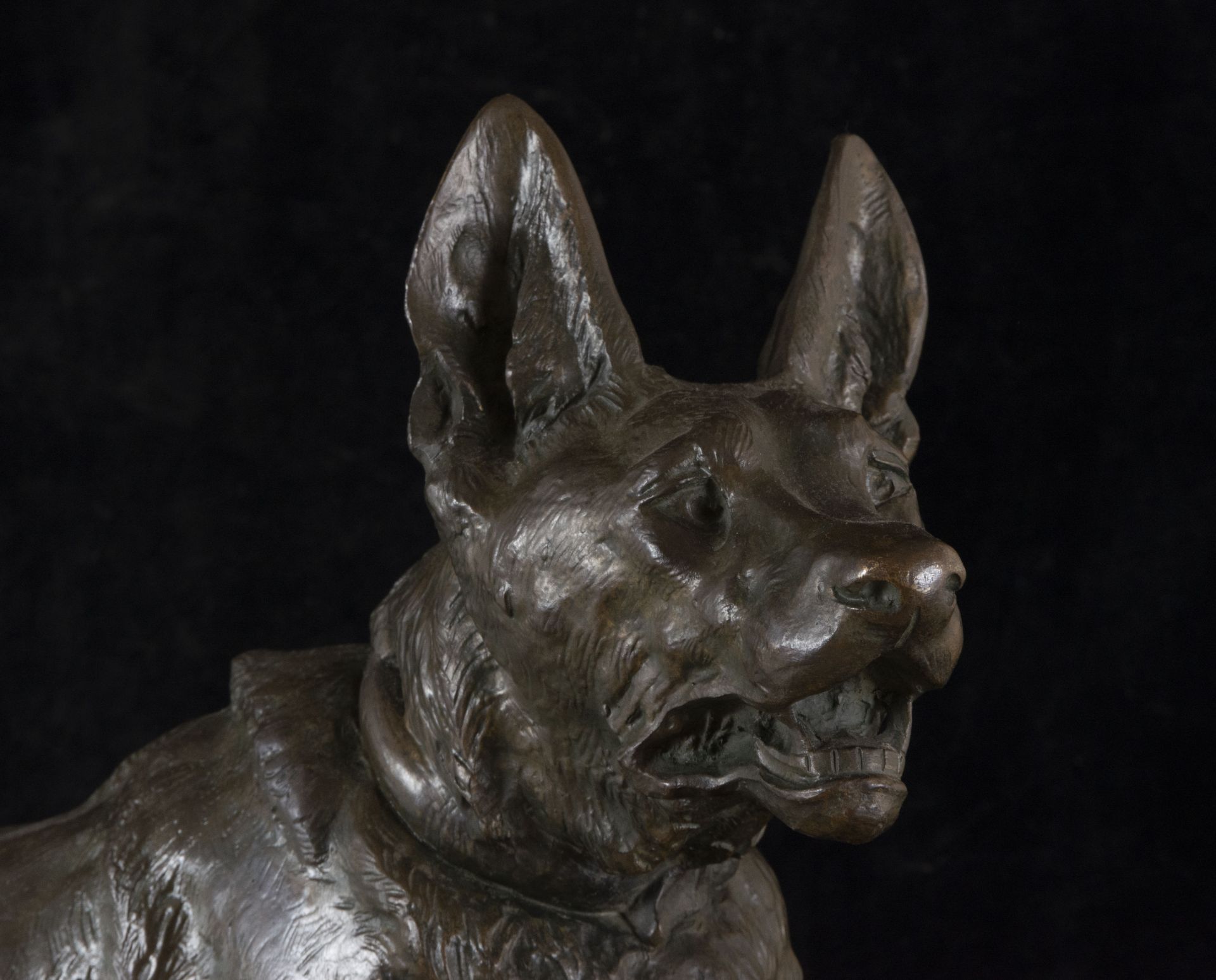 German Shepherd in Bronze, signed on the base Thomas Cartier (1879-1943), 1920s - Image 2 of 4